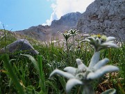 48 Leontopodium alpinum (Stella alpina) con vista in Arera